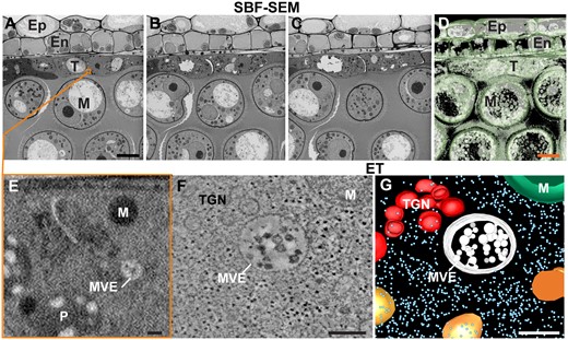 3D EM analysis of high-pressure frozen/freeze-substituted A. thaliana anthers using SBF-SEM and ET. A–C, Three serial block face EM images depicting the anther cell wall layers, i.e. the epidermis (Ep), endothecium (En), and tapetum (T), and the developing microspores (M) in the anther locule processed as explained in Czymmek et al. (2020). D, Isosurface visualization of anther wall layers and microspores from 64 serial block face SEM images. E, Enlarged view of tapetal cell region highlighted by orange square in (A). Note that the resolution is too low to discern most structural features of cytoplasmic organelles such as the membranes of mitochondria (M), multivesicular endosomes (MVE), and plastids (P). This is due to a tradeoff between the size of the reconstructed area (i.e. low magnification to increase the field of view) and the resolution (i.e. lower resolution due to large pixel size). In this SBF-SEM image dataset, the magnification was chosen to capture multiple cell layers and microspores within the anther resulted in limited subcellular resolution. F, G, Tomographic slice (F) and tomographic model (G) of a portion of cytoplasm from a tapetal cells showing an MVE, a TGN, and a mitochondrion (M). Scale bar = 5 µm in A–D; 100 nm in E–G.