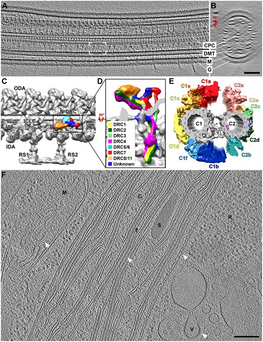 Cryo-ET of Chlamydomonas cells. A and B, Longitudinal (A) and cross-sectional (B) tomographic slices through a Chlamydomonas cilium showing the central pair complex (CPC), doublet microtubules (DMTs), and ciliary membrane (M) with the extracellular glycocalyx (G). White brackets in (A) denote a single 96-nm axonemal repeat, which contains two radial spokes. C and D, Subtomogram average of the 96-nm axonemal repeat unit displayed as an isosurface rendering (C). ODA, outer dynein arm; N-DRC, nexin-dynein regulatory complex; I1α/I1β/ICLC, α- and β-heavy chain and intermediate/light-chain complex of the I1 dynein; IDA/a-e and g, inner dynein arm isoforms; RS, radial spoke. Enlarged bottom-view of the N-DRC (D), indicating positions of protein subunits (adapted from Gui et al. (2019). E, Architecture of the ciliary central pair complex viewed from proximal to distal, highlighting the color-coded and labeled projections of the C1 and C2 microtubule (adapted from Fu et al. (2019). F, Tomographic slice through a cryo-FIB milled Chlamydomonas cell body. M, mitochondrion; C, chloroplast; T, thylakoid; S, starch granule; R, ribosomes; V, vesicle. Arrowheads highlight detailed molecular structures, including ATP synthases in the mitochondrion, oxygen-evolving complexes in the thylakoid membrane, contact sites between the outer and inner chloroplast membranes, and a vesicular coat. Scale bars = 100 nm in B (valid for A as well), 200 nm in F.