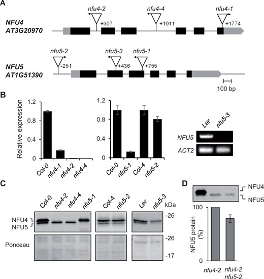 Genetic analysis of Arabidopsis mutants in NFU4 and NFU5. A, Gene models of NFU4 and NFU5 and the positions of T-DNA insertions. Black bars represent exons, gray bars are the 5′ and 3′ untranslated regions of the transcript. Triangles represent T-DNA insertions, their orientation is marked with an arrow to indicate the outward facing left border primer. The position of the T-DNA relative to the ATG start codon is indicated by the number of the nucleotide next to the left-border sequence. B, Transcript levels of NFU4 and NFU5 in leaf tissue of WT (Col-0, Col-4, or Ler) and the indicated T-DNA insertion lines, determined by RT-qPCR (graphs) or standard RT-PCR (right). For RT-qPCR, values are the average of three biological samples ± se. C, Protein blot analysis of NFU4 and NFU5 in mitochondria isolated from seedlings. Blots were labeled with antibodies against NFU4. Ponceau S stain was used to confirm equal loading and transfer. D, Decrease in NFU5 protein as a consequence of the nfu5-2 allele, quantified in the nfu4-2 mutant background. See Supplemental Figure S2 for more details of the quantification.