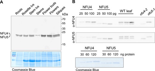 NFU4 and NFU5 proteins are abundant in all plant organs. A, Protein blot analysis of NFU4 and NFU5 in different organs of a 6-week-old Arabidopsis plant (Col-0), 20 µg protein per lane, labelled with NFU4 antibodies. Coomassie Blue staining of the gel after transfer was used as loading control. lvs, leaves. B, Specific affinity of the polyclonal antibodies raised against NFU4 and NFU5. Luminescence signals of known amounts of recombinant proteins were compared with signals in purified mitochondria from WT leaves and from cell culture of nfu4-2 and nfu5-1 mutants. Each antiserum cross-reacts with the other isoform (90% amino acid identity), but has a stronger affinity for the protein it was raised against.