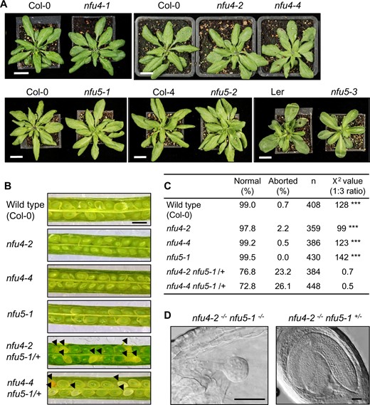 Phenotypes of nfu4 and nfu5 single and double mutants. A, Growth phenotype of 4-week-old plants of the indicated genotype. Scale bar: 1 cm. B, Images of open siliques with immature seeds in WT (Col-0) and the indicated mutant lines. Black arrowheads point at aborted seeds. Scale bars: 0.5 mm. C, Frequency of normal and aborted embryos in nfu4 nfu5-1/+ plants. ***P < 0.0001 for 1:3 segregation ratio (χ2 test). D, An aborted and healthy embryo from the silique of a nfu4-2 nfu5-1/+ plant. Plant tissue was cleared with Hoyer’s solution and imaged with DIC microscopy. Scale bars: 50 µm.