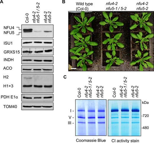 Analysis of nfu4 nfu5 hemizygous and double mutants. A, Protein blot analysis using protein extracts of mitochondria isolated from callus of WT (Col-0), hemizygous, and nfu4-2 nfu5-2 double mutants as indicated. Antibodies against the following proteins were used: NFU4 and NFU5; the Fe–S scaffold protein ISU1, glutaredoxin GRXS15, complex I assembly factor INDH, aconitase (ACO), the H protein subunit of the GDC, E1α subunit of PDH, and the translocase of the outer membrane TOM40. B, Growth phenotype of 4-week-old WT and nfu4-2 nfu5 plants. Scale bar: 0.5 cm. C, Blue-Native PAGE of mitochondrial complexes I, III, and V stained with Coomassie Blue (left panel) and by NADH/NBT activity staining for complex I (right panel) in the indicated plant lines.