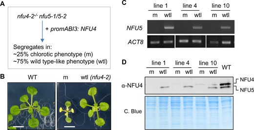 Seedlings depleted of NFU4 and NFU5 proteins have a pleiotropic phenotype. A, Scheme for obtaining a mutant line expressing NFU4 under the control of the ABI3 promoter in a nfu4 nfu5 knockout background. The ABI3 promoter is active during embryogenesis but switched off after seed germination. The observed segregation numbers in T2 seedling from three independent lines were: 76 chlorotic/small and 260 WT appearance (total n = 336). B, Representative images of a WT seedling and the two classes of segregants, mutant (m) and WT-like (wtl), grown for 21 d on 0.5 MS medium in 8-h light/16-h dark cycles. Scale bars: 0.5 cm. C, PCR genotyping results of mutant (m) and WT-like (wtl) seedlings from three independent lines, showing the absence or presence of a functional NFU5 sequence using primers AM84 and AM85. D, Protein blot analysis of NFU4 and NFU5 in plants lines as in (C).