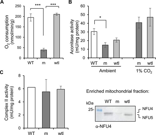 NFU4 and NFU5 are not required for the Fe–S enzymes aconitase and complex II. A, Respiration in intact seedlings measured using a liquid-phase oxygen electrode. WT (Col-0); m, nfu4-2 nfu5-1 mutant expressing ABI3prom:NFU4; wtl, WT-like nfu4-2 NFU5 segregants. Values represent the mean oxygen consumption per g fresh weight ± sd (n = 3). ***P < 0.001 (Student’s t test). B, Aconitase activity in total cell extracts in seedlings grown under ambient and 1% CO2 for 3 weeks. Values represent the mean ± sd (n = 3–4). *P < 0.05 (Student’s t test). C, Complex II activity measured as electron transfer from succinate to ubiquinol (SQR) using the electron acceptor 2,6-dichloroindophenol (DCIP) in enriched mitochondrial fractions. The complex II inhibitor TTFA was added at a concentration of 0.1 mM, and only the TTFA-sensitive activity is given here. Values represent the mean SQR activity in two independent small-scale mitochondrial preparations of mutant and WT-like seedlings. Protein levels of NFU4 and NFU5 were confirmed by protein blot analysis (right panel).