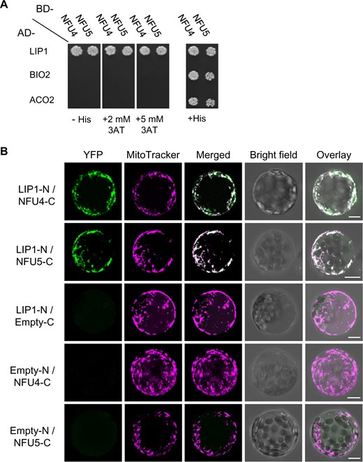 NFU4 and NFU5 proteins interact with LIP1. A, Yeast 2-hybrid analysis to test direct interaction between NFU4/NFU5 and mitochondrial lipoyl synthase (LIP1), biotin synthase (BIO2), and the main mitochondrial aconitase (ACO2). AD-, Gal4 AD; BD-, DNA BD, both at the N-terminal position. Images were taken after 5 d and are representative of at least three independent transformations. B, BiFC to test interaction between NFU4/NFU5 and LIP1. The coding sequences were placed upstream of the N-terminal or C-terminal region of YFP, and the plasmids transformed into Arabidopsis protoplasts. Results are representative of at least two independent transfection experiments and ≥20 fluorescent cells per transformation event. Images are provided with (Figure 8, B) and without (Supplemental Figure S7) maximal Z-stack intensity projections. Scale bars: 10 μm.