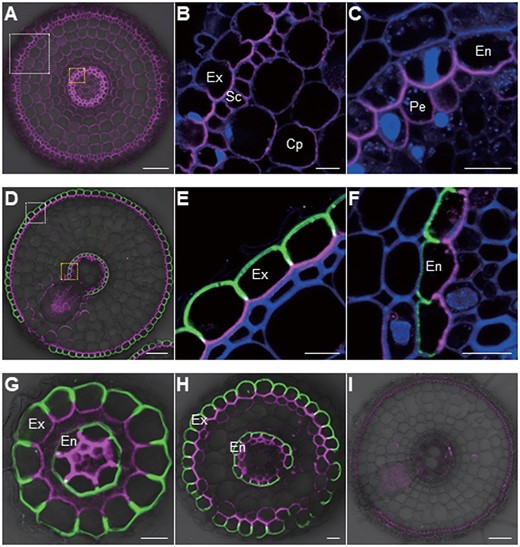 Polar localization of OsBOR1 and OsLsi1 in rice roots. A–H, Localization of OsBOR1 and OsLsi1 in root tip (A–C), mature root region of crown root (D–F), small (G), and large (H) lateral roots of transgenic line carrying functional Flag-OsLsi1. I, Localization of OsBOR1 and Flag-OsLsi1 in crown root of bor1-1 mutant. White or yellow-dotted areas in (A) and (D) were enlarged in (B and E) or (C and F), respectively. Seedlings (25-d-old) precultured in a solution without B for 3 d were used for sampling the root tip (3 mm from the root tip) and mature region (15 mm) of crown roots, and lateral roots. Double immunostaining of OsBOR1 and Flag-OsLsi1 was performed. Magenta color shows the signal from OsBOR1, green color shows the signal from Flag-OsLsi1, and blue color from cell wall autofluorescence. Exodermis (Ex), sclerenchyma (Sc), cortex parenchyma (Cp), endodermis (En), and pericycle (Pe) are shown. Scale bars = 10 µm except (A, D, and I), which are 50 µm.