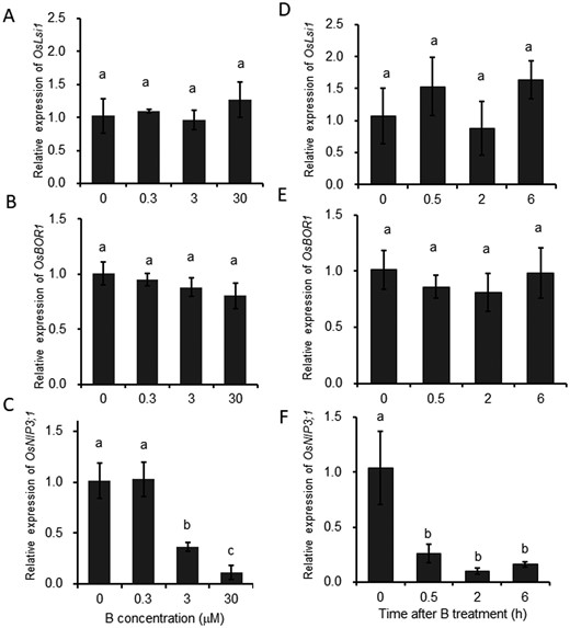 Dose- and time-dependent response of expression of OsLsi1 and OsBOR1 to different B concentrations in rice roots. A–C, Dose–response of OsLsi1 (A), OsBOR1 (B), and OsNIP3;1 (C) expression in the roots. D–F, Time-dependent expression of OsLsi1 (D), OsBOR1 (E), and OsNIP3;1 (F) in the roots in response to high B. For dose–response experiment, seedlings (21-d-old) were exposed to a solution containing 0, 0.3, 3, or 30 µM B for 7 d (A–C). For time-course experiment, seedlings (25-d-old) precultured in B-free solution for 3 d were exposed to 30 µM B for different times indicated (D–F). OsNIP3;1 was used as a B-responsive marker gene (C and F). The expression level was determined by quantitative RT-PCR. Histone H3 was used as an internal standard. Expression relative to the roots (−B) is shown. Data are means ± sd (n = 4). Different lowercase letters indicate significant difference at P < 0.01 by Tukey–Kramer’s test.