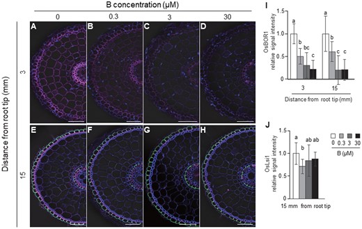 Effect of different B concentrations on localization and abundance of OsBOR1 and OsLsi1 proteins in rice roots. A–H, Localization of OsBOR1 and OsLsi1 in the root tip (A–D) and mature region (E–H) of crown roots. I and J, Signal intensity of OsBOR1 (I) and OsLsi1 (J). Transgenic seedlings (21-d-old) harboring Flag-OsLsi1 were pretreated with −B for 3 d, followed by exposing to 0, 0.3, 3, or 30 μM B for 6 h. The root tip region (3 mm from root tip) and mature root region (15 mm) of crown roots were sampled for double immunostaining of OsBOR1 and Flag-OsLsi1. Magenta color shows signal from OsBOR1, green color shows signal from Flag-OsLsi1, and blue color from cell wall autofluorescence and nuclei staind by DAPI. Scale bars indicate 50 µm. The signal intensities of OsBOR1 and OsLsi1 were quantified by LAS AF Lite software and the intensity relative to −B condition is shown. All pictures were taken under the same conditions. Data are means ± sd (n = 9–16). Different letters indicate significant differences at P < 0.05 by Tukey–Kramer’s test.