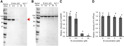 Western blot analysis of OsBOR1 protein in response to different B concentrations in rice roots. A and B, Western blot analysis of OsBOR1 (A) and H+-ATPase (B) in response to different B concentrations. Red arrow shows the size of OsBOR1. C and D, Signal intensity of OsBOR1 (C) and H+-ATPase (D). Seedlings (21-d-old) were exposed to 0, 0.3, 3, 30 µM B for 7 d. Roots were harvested for western blot analysis with three biological replicates. The microsome fraction was analyzed by SDS–PAGE and visualized by western blot with antibodies against OsBOR1 and H+-ATPase (as an internal standard). Signal intensity of target band was quantified by Image Lab Software (Bio-Rad, Hercules, CA, USA) and the intensity relative to −B is shown. Data are means ± sd (n = 3). Left lane shows molecular weight markers. Different lowercase letters indicate the significant difference at P < 0.01 by Tukey–Kramer’s test.