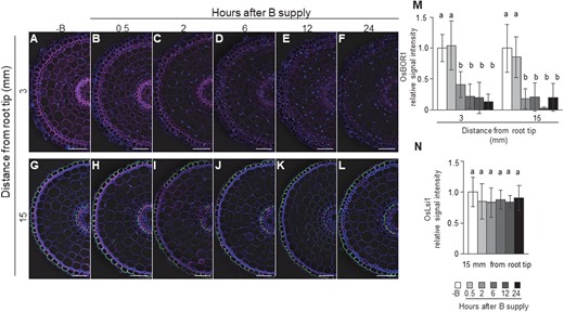 Time-dependent response of OsBOR1 and OsLsi1 proteins to high B supply in rice roots. A–L, Localization of OsBOR1 and OsLsi1 in the root tip (A–F) and mature region (G–L) of crown root. M and N, Signal intensity of OsBOR1 (M) and OsLsi1 (N). Transgenic seedlings (21-d-old) harboring Flag-OsLsi1 were precultured in a solution free of B (−B) for 3 d and then transferred to a solution containing 30 μM B. At different time points including 0.5, 2, 6, 12, and 24 h, tip region (3 mm from root tip) and mature region (15 mm) of crown roots were sampled for double immunostaining of OsBOR1 and Flag-OsLsi1. Magenta color shows signal from OsBOR1, green color shows signal from Flag-OsLsi1, and blue color from cell wall autofluorescence and nuclei staind by DAPI. Scale bars indicate 50 µm. The signal intensities of OsBOR1 and OsLsi1 were quantified by LAS AF Lite software and the intensity relative to −B condition is shown. All pictures were taken under the same conditions. Data are means ± sd (n = 8–16). Different letters indicate significant differences at P < 0.05 by Tukey–Kramer’s test.