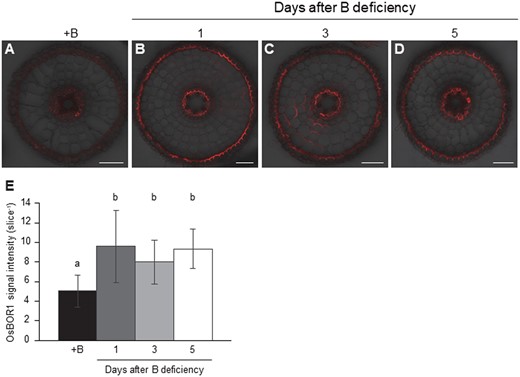 Time-dependent response of OsBOR1 to B-deficiency in rice roots. A–D, Localization of OsBOR1 at 0 (A), 1 (B), 3 (C), and 5 (D) days after B-deficiency. E, Signal intensity of OsBOR1. Seedlings (25-d-old) were precultured in a solution containing 30 µM B for 3 d and then transferred to a solution free of B for 0, 1, 3, and 5 d. Mature region (15 mm) of crown roots were sampled for immunostaining of OsBOR1. Red color shows signal from OsBOR1. Signals were merged with bright field. Scale bars = 50 µm. All pictures were taken under the same conditions. The signal intensities of OsBOR1 were quantified by LAS AF Lite software. Data are means ± sd (n = 10–15). Different letters indicate significant differences at P < 0.05 by Tukey–Kramer’s test.