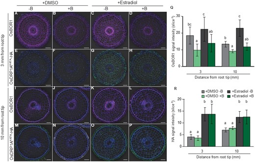 Effect of mutated dynamin-related protein1A (OsDRP1AK47A) induction on degradation and polarity of OsBOR1 in rice roots. A–P, Localization of OsBOR1 (A–D and I–L) and OsDRP1AK47A-HA (E–H and M–P) in root tip (A–H) and mature region (I–P) of crown roots. (Q and R) Signal intensity of OsBOR1 (Q) and OsDRP1AK47A-HA (R). Transgenic seedlings (21-d-old) harboring Est≫OsDRP1AK47A-HA were treated −B for 1 d, followed by exposing to −B solution containing DMSO (as a control) or 20 μM β-estradiol for 2 d. Subsequently, these seedlings were exposed to 0 or 30 μM B in the presence of DMSO or 20 μM β-estradiol. After 6 h, tip region (3 mm from root tip) and mature region (10 mm) of crown roots were sampled for double immunostaining of OsBOR1 and OsDRP1AK47A-HA. Magenta and green signals indicate OsBOR1 and OsDRP1AK47A-HA, respectively. Blue signals indicate autofluorescence of the cell wall and DAPI-stained nucleus. Signal of OsBOR1 or OsDRP1AK47A-HA were merged with bright field and autofluorescence of the cell wall and DAPI-stained nucleus. Scale bars indicate 50 µm. Signal intensities of OsDRP1AK47A-HA and OsBOR1 were quantified by LAS AF Lite software. All pictures were taken under the same conditions. Data are means ± sd (n = 6–10). Different letters indicate significant differences at P < 0.05 by Tukey–Kramer’s test.