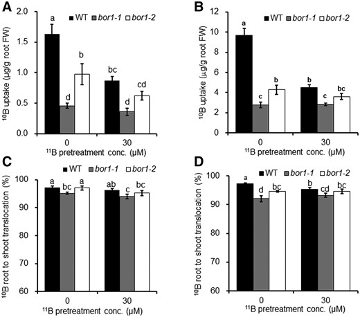 Effect of pretreatment with different B supply on short-term uptake and root-to-shoot translocation of B. A and B, Uptake, (C and D) root-to-shoot translocation of 10B. Seedlings (20-d-old) precultured with 30 µM 11B were exposed to a solution with or without 30 µM 11B for 3 d. These plants were then exposed to a solution containing 0.3 µM (A and C) or 30 µM (B and D) 10B for 10 h. Roots and shoots were separately harvested and subjected to determination of 10B by inductively coupled plasma mass spectrometry with isotope mode. Data are means ± sd (n = 3). Different letters indicate significant differences at P < 0.05 by Tukey–Kramer’s test.