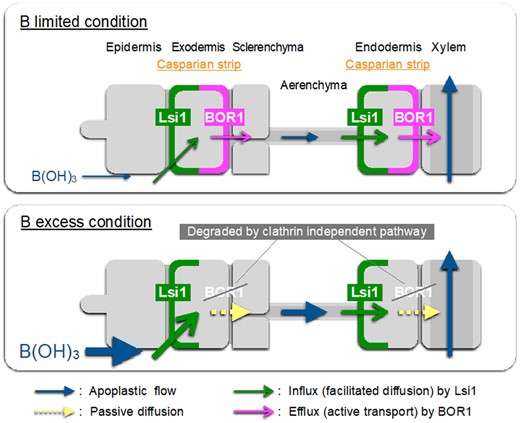 Schematic presentation for B uptake system and its regulation in rice roots. B uptake in rice roots is mediated by OsLsi1 and OsBOR1, which are polarly localized at the distal and proximal side of both exodermis and endodermis. OsLsi1 is not regulated at both transcriptional and posttranslational level, while OsBOR1 protein is degraded in response to high B concentrations through clathrin-independent pathway. Thickness of arrows roughly represents the contribution of each step.