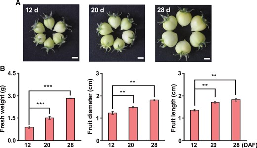 Phenotypes of tomato fruits during the expansion stages. A, Photographs of fresh fruits were taken at 12, 20, and 28 DAF. Scale bar = 1 cm (B). The fresh weight, diameter, and length of the fruits were measured on the indicated days. Data represent means ± standard deviation of three biological replicates (n = 6), and asterisks indicate significant differences (Student’s t test, **P < 0.01, ***P < 0.001).