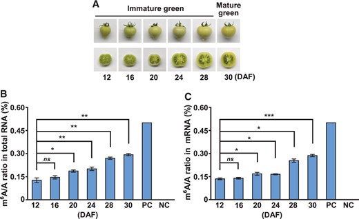 The global m6A levels in total RNA and mRNA during tomato fruit expansion stages. A, Photographs of the fruits at different expansion stages of tomato. The levels of m6A in (B) total RNA and (C) mRNA at different stages of fruit expansion are shown in (A). Data represent means ± standard deviation of three biological replicates (n = 4), and asterisks indicate significant differences (Student’s t test, *P < 0.05, **P < 0.01, ***P < 0.001). ns, not significant. PC, positive control. NC, negative control.