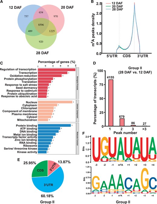 Changes of m6A methylome during tomato fruit expansion stages. A, Venn diagrams showing the overlap of m6A peaks in tomato fruits at 12, 20, and 28 DAF. B, GO enrichment analysis of common m6A-modified genes shown in (A). C, Distribution of m6A peaks in transcript segments divided into 5ʹ-UTR, coding sequence, and 3ʹ-UTR. D, Proportions of the m6A-modified transcripts containing different number of m6A peaks in comparison Group II (28 DAF versus 12 DAF). E, A Pie chart depicting the fraction of m6A peaks in different gene segments. F, Sequence motifs identified using HOMER in m6A peaks.