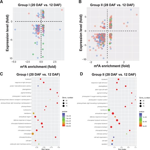 Association between m6A methylation and gene expression. A and B, Association between m6A modification and the expression of m6A-containing genes in Groups I and II. C and D, GO analysis of the m6A-containing DEGs identified in comparison Groups I and II.
