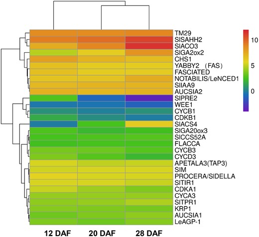 Expression levels of m6A-modified genes associated with tomato fruit expansion. Total RNA was extracted from tomato fruits at 12, 20, and 28 DAF and was subjected to RNA-seq analysis. The Heat Map represents average read depth obtained from two biological replicates.