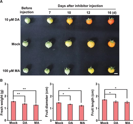 Effects of direct injection of m6A writer or eraser inhibitor on tomato fruit development. A, Phenotypes of the tomato fruits before and after injection of DA or MA. Scale bar = 1 cm. B, The fresh weight, diameter, and length of the tomato fruits were measured 7 d after injection. Data represent means ± standard deviation of three biological replicates (n = 6), and asterisks indicate significant differences (Student t test, *P < 0.05, **P < 0.01).