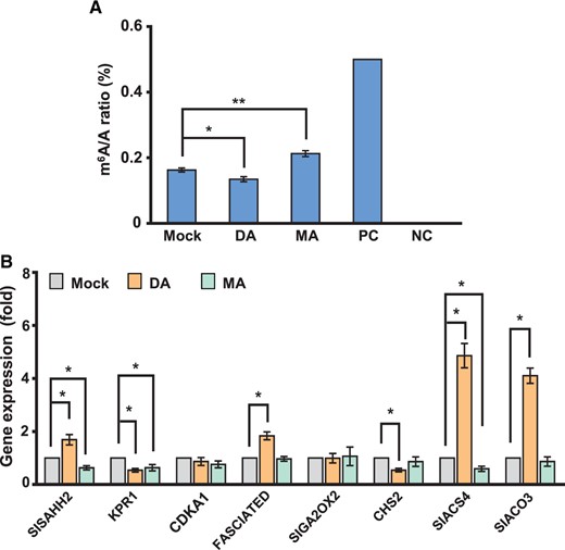 Effects of m6A writer or eraser inhibitor on global m6A modification and the expression of m6A-modified tomato fruit expansion-related genes. A, The levels of m6A in total RNA in tomato fruits 7 d after DA or MA injection. B, Transcript levels of tomato fruit expansion-related genes at 7 d after inhibitor injection were determined via RT-qPCR. Data represent means ± standard deviation of three biological replicates (n = 6), and asterisks indicate significant differences (Student’s t test, *P < 0.05, **P < 0.01).