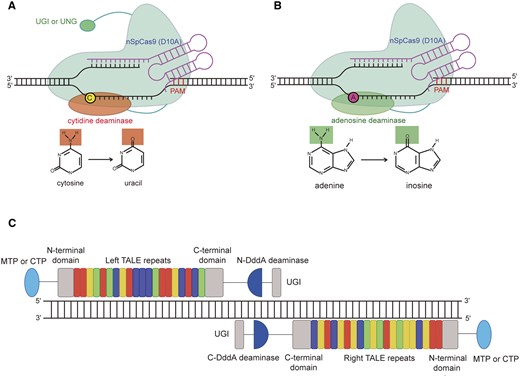 The architecture of base editors. A, Schematic view of cytosine base editor and glycosylase base editor. The cytosine base editor contains an UGI at the C-terminus, whereas the glycosylase base editor has an UNG at the C-terminus. The chemical structures of cytosine and uracil are shown and the deaminated amino group is highlighted in red. B, Schematic view of adenine base editor. The chemical structures of adenine and inosine are shown and the deaminated amino group is highlighted in green. C, Architecture of the DddAtox-derived cytosine base editor targeting to plant organelles. DddA deaminase, a dsDNA cytidine deaminase from Burkholderia cenocepacia; MTP, mitochondrion transit peptide; CTP, chloroplast transit peptide.