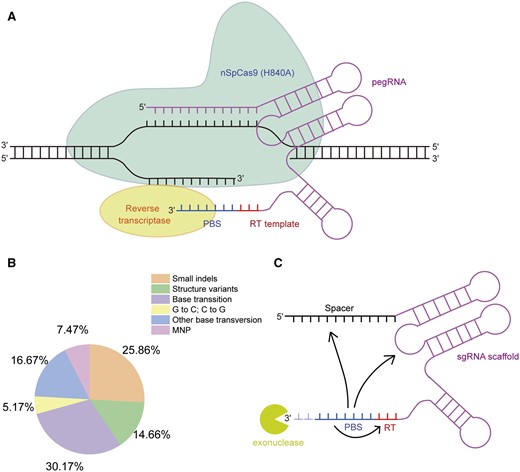 The power and limitation of prime editing. A, Schematic view of the prime editing system. B, The 384 known causative mutations regulating important agronomic traits in rice (data from Wei et al., 2021b), classified by mutation types. MNP, multiple nucleotide polymorphisms. C, The nucleotides in the 3′-extension of pegRNA can affect pegRNA folding, and the 3′-extension is susceptible to exonuclease degradation in cells. The arrows indicate possible base pairing within the 3′-extension or between the 3′-extension and sgRNA scaffold.