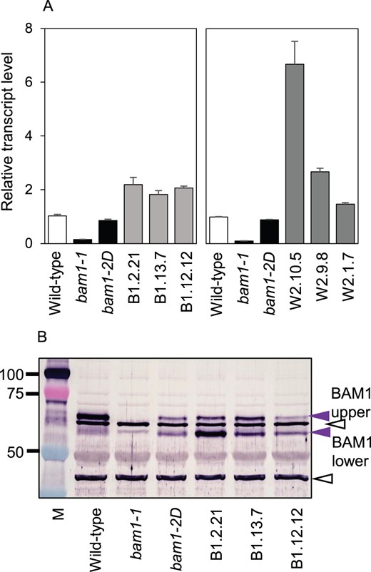 Transcript and protein abundance of BAM1 in wild-type, mutant and transgenic plants. A, Levels of BAM1 transcript in rosettes (19 d old), measured by RT-qPCR and expressed relative to the level of UBQ10 transcript. Left, bam1-1, bam1-2D, and three transgenic lines expressing bam1-2D in a bam1-1 background. Right, bam1-1, bam1-2D, and three transgenic lines expressing bam1-2D in a wild-type background. Values are means ± standard error (se) of measurements made on three biological replicates. B, Immunoblot of a denaturing gel of extracts of the lines from (A). The blot was probed with the BAM1 antiserum described by Thalmann et al. (2016) at a concentration of 1/1,200. Open black arrows indicate bands recognized by the antiserum which are also present in the bam1-1 null mutant and are therefore not BAM1. They serve as loading controls. Purple arrows indicate two bands attributable to BAM1. Masses of markers (M) are in kilodalton.
