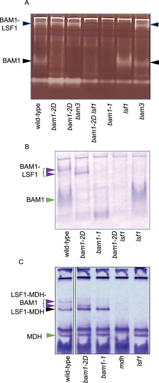 Native gels and immunoblots of extracts of wild-type, mutant, and double mutant plants. A, Native gel containing amylopectin, stained with iodine to reveal starch-degrading activities. The identity of arrowed bands is deduced from Schreier et al. (2019) and from the presence/absence of the bands in different mutants. B, Blot of a native gel without amylopectin, developed with the antiserum against BAM1 described by Fulton et al. (2008). Note that the position of the BAM1-LSF1 band is different for wild-type and bam1-2D mutant plants (purple arrows). Free BAM1 is indicated with a green arrow. C, Native gel stained for MDH activity. Note that the position of the LSF1–MDH–BAM1 complex is different for wild-type and bam1-2D mutant plants (purple arrows) The LSF1–MDH complex is indicated with a black arrow, and free MDH with a green arrow. Gels were loaded so that each lane contained material from the same fresh weight of tissue.