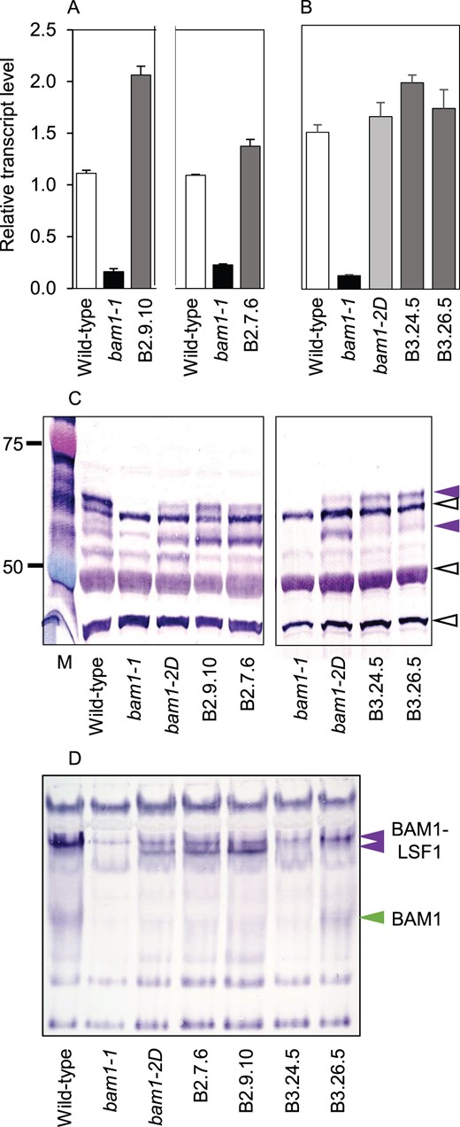 Transcript and protein abundance and native immunoblots for BAM1 in wild-type and mutant plants and transgenic plants expressing BAM1(S132D) or BAM1(S132A). A, Two independent experiments showing BAM1 transcript levels in wild-type, bam1-1 and two independent transgenic lines expressing BAM1(S132D) in a bam1-1 background (lines B2.9.10 and B2.7.6). B, Transcript levels of wild-type, bam1-1, bam1-2D and two independent transgenic lines expressing BAM1(S132A) in a bam1-1 background (lines B3.24.5 and Figure 7: (continued) B3.26.5). Levels are expressed relative to the level of UBQ10 transcript. Values are means ± se of measurements made on three biological replicates. C, Immunoblot of a denaturing gel of extracts of the lines in (A), developed with BAM1 antiserum as for Figure 3B. Each lane was loaded with 2 μg protein from a soluble extract. Purple arrows indicate BAM1 protein, upper and lower bands (see Figure 3B); open black arrows indicate nonspecific bands. Note the absence of the lower band from transgenic lines expressing BAM1(S132A) (lines B3.24.5 and B3.26.5). D, Immunoblot of a native, amylose-containing gel of extracts of the lines in (A), developed with BAM1 antiserum. Each lane was loaded with 10 μg protein from a soluble extract. BAM1-LSF bands are marked with purple arrows. Note the presence of a lower BAM1-LSF1 band in bam1-2D and transgenic plants expressing BAM1(S132D) (B2 lines) but not BAM1(S132A) (B3 lines). The band of free BAM1 (green arrow) is visible in one but not the other BAM1(S132A) line on this blot. It was visible in both lines on other blots of the same extracts (Supplemental Figure S6).