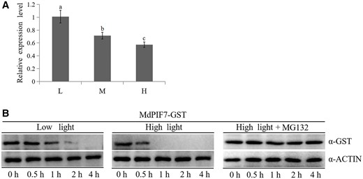 Light signaling response of MdPIF7. A, Gene expression analysis of MdPIF7 under different light intensity treatments. L, low light, photon flux density ∼80 μmol·m−2·s−1. M, moderate light, photon flux density ∼150 μmol·m−2·s−1. H, high light, photon flux density ∼300 μmol·m−2·s−1. Thirty-day-old apple tissue culture seedlings were treated with constant darkness for 24 h, followed by different light intensity conditions for 48 h and were collected to detect the expression of MdPIF7 using RT-qPCR. The expression level of low light treatment was used as the reference and set to 1. Three biological replicates were carried out with three technical repeats. Error bars denote the standard deviations. Different letters above the bars indicate significant differences (P < 0.05) obtained by one-way ANOVA with Duncan’s test. B, Stability of the MdPIF7–GST fusion protein under low and high light treatments was examined. Thirty-day-old apple tissue culture seedlings were treated with constant darkness for 24 h, followed by low and high light and proteasome inhibitor MG132 for 48 h, and the total proteins of apple seedlings after different light intensity treatments were extracted. The protein extraction solution was incubated with the MdPIF7–GST fusion protein. The mixture was collected at designated periods (0, 0.5, 1, 2, and 4 h). Western blot analysis was performed with GST-tag(12G8) mouse (code: M20007L) and ACTIN(26F7) mAb antibodies. The experiments were performed 3 times with similar results, and a representative picture is shown.