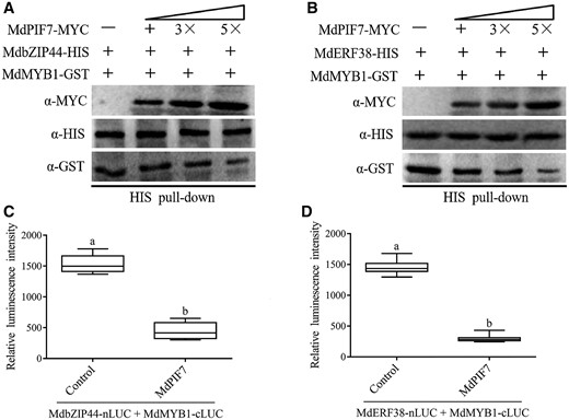 MdPIF7 affects the interaction between MdbZIP44/MdERF38 and MdMYB1. A, Competitive binding assays. The mixture of MdPIF7-MYC and MdMYB1-GST was added to immobilized MdbZIP44-HIS. The gradient indicates the increasing amount of MdPIF7-MYC. Western blot analysis was performed with HIS-tag(10E2) mouse (code: M30111L), GST-tag(12G8) mouse (code: M20007L), and MYC-tag(19C2) mouse antibodies. B, Competitive binding assays. The mixture of MdPIF7-MYC and MdMYB1-GST was added to immobilized MdERF38-HIS. The gradient indicates the increasing amount of MdPIF7-MYC. Western blot analysis was performed with HIS-tag(10E2) mouse (code: M30111L), GST-tag(12G8) mouse (code: M20007L), and MYC-tag(19C2) mouse antibodies. C, MdPIF7 inhibits the interaction between MdbZIP44 and MdMYB1. Control, co-expression of MdbZIP44-nLUC/MdMYB1-cLUC and pRI101 empty vector; +MdPIF7, co-expression of MdbZIP44-nLUC/MdMYB1-cLUC and MdPIF7-pRI101. The luminescence intensity of the control was used as the reference. The experiments were performed 3 times with similar results, and 8–10 N. benthamiana leaves were injected in each experiment. Error bars denote the standard deviations. Different letters above the bars indicate significant differences (P < 0.05) obtained by one-way ANOVA with Duncan’s test. Center line, median; box limits, upper and lower quartiles. D, MdPIF7 inhibits the interactions between MdERF38 and MdMYB1. Control, co-expression of MdERF38-nLUC/MdMYB1-cLUC; +MdPIF7, co-expression of MdERF38-nLUC/MdMYB1-cLUC/MdPIF7. The luminescence intensity of the control was used as the reference. The experiments were performed 3 times with similar results, and 8–10 N. benthamiana leaves were injected in each experiment. Error bars denote the standard deviations. Different letters above the bars indicate significant differences (P < 0.05) obtained by one-way ANOVA with Duncan’s test. Center line, median; box limits, upper and lower quartiles.
