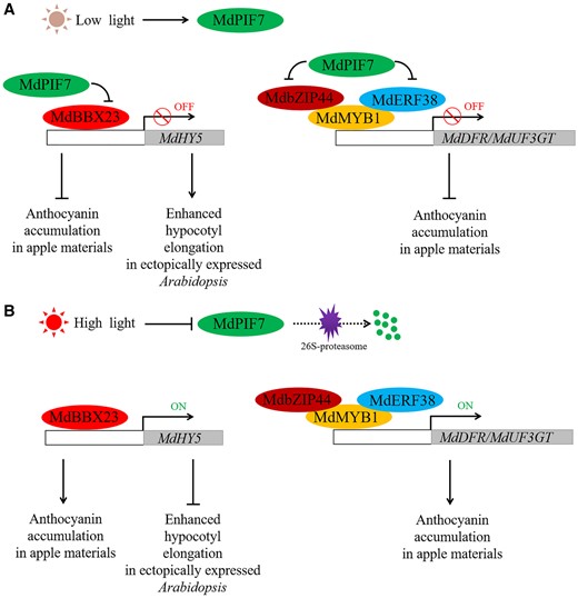 Role of MdPIF7 in the regulation of anthocyanin biosynthesis and hypocotyl growth. A, Under low light conditions, MdPIF7 interacts with MdBBX23 to inhibit the transcriptional activation of MdBBX23 on MdHY5, thereby negatively regulating anthocyanin biosynthesis in apple materials and hypocotyl elongation inhibition in ectopically expressed Arabidopsis. Furthermore, MdPIF7 interacts with MdbZIP44 and MdERF38 and interferes with the interaction between MdbZIP44/MdERF38 and MdMYB1, thereby negatively regulating anthocyanin accumulation in apple materials. B, Under high light conditions, the protein stability of MdPIF7 decreases, leading to the release of MdBBX23–MdHY5 and MdbZIP44/MdERF38–MdMYB1 regulatory cascades, promoting anthocyanin accumulation in apple materials and inhibiting hypocotyl elongation in ectopically expressed Arabidopsis.