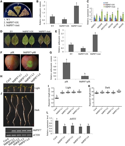 Regulation of anthocyanin biosynthesis and hypocotyl growth by MdPIF7. A, Anthocyanin accumulation phenotypes and (B) relative anthocyanin contents of WT and transgenic apple calli (MdPIF7-OX, MdPIF7-overexpressing apple calli; MdPIF7-Anti, MdPIF7 antisense suppressing apple calli). Fifteen-day-old apple calli grown on media were stored in a light incubator at 24°C with a constant light (photon flux density ∼300 μmol·m−2·s−1) for 5 d. The experiments were performed 3 times with similar results, and a representative picture is shown. The anthocyanin content of the WT was used as the reference and set to 1. Error bars denote the standard deviations (n = 3). Different letters above the bars indicate significant differences (P < 0.05) obtained by one-way ANOVA with Duncan’s test. C, Expression analysis of anthocyanin biosynthesis-related genes (MdHY5, MdDFR, MdUF3GT, MdCHI, MdCHS, and MdANS) in apple calli. The expression level of the WT was used as the reference and set to 1. Three biological replicates were carried out with three technical repeats. Error bars denote the standard deviations. Different letters above the bars indicate significant differences (P < 0.05) obtained by one-way ANOVA with Duncan’s test. D, Anthocyanin accumulation phenotypes and (E) relative anthocyanin contents of transient transformed apple leaves (EV: empty vector controls; MdPIF7-OX: MdPIF7-overexpressing apple leaves; MdPIF7-Anti, MdPIF7 antisense suppressing apple leaves). Apple leaves were stored in a light incubator at 24°C with a constant light (photon flux density ∼300 μmol·m−2·s−1) for 5 d. Each experiment contained 8–10 leaves per genotype. The experiments were performed 3 times with similar results, and a representative picture is shown. Anthocyanin content of EV was used as the reference and set to 1. Error bars denote the standard deviations (n = 28). Different letters above the bars indicate significant differences (P < 0.05) obtained by one-way ANOVA with Duncan’s test. F, Anthocyanin accumulation phenotypes and (G) relative anthocyanin contents of transient transformed apple fruits (pIR: empty vector controls; MdPIF7-pIR: MdPIF7-overexpressing apple fruits). Apple fruits were stored in a light incubator at 24°C with a constant light (photon flux density ∼300 μmol·m−2·s−1) for 5 d. Each experiment contained five to eight fruits per genotype. The experiments were performed 3 times with similar results, and a representative picture is shown. The arrow points to the injection area. Anthocyanin content of pIR was used as the reference and set to 1. Error bars denote the standard deviations (n = 21). Different letters above the bars indicate significant differences (P < 0.05) obtained by one-way ANOVA with Duncan’s test. H, Hypocotyl phenotypes and (I) lengths in 10-d-old WT (Col-0) and four independent MdPIF7-overexpressing Arabidopsis seedlings (MdPIF7-L1, L2, L3, and L4) grown in normal light conditions (80 μmol·m−2·s−1). Bar = 1 mm. Each experiment contained 10–15 seedlings per genotype. The experiments were performed 3 times with similar results, and a representative picture shown. Error bars denote the standard deviations. Different letters above the bars indicate significant differences (P < 0.05) obtained by one-way ANOVA with Duncan’s test. Center line, median; box limits, upper and lower quartiles. J, Hypocotyl phenotypes and (K) lengths in 6-d-old Col-0 and four independent MdPIF7 transgenic Arabidopsis seedlings (MdPIF7-L1, L2, L3, and L4) grown in the dark. Bar = 1 mm. Each experiment contained 10–15 seedlings per genotype. The experiments were performed 3 times with similar results, and a representative picture is shown. Error bars denote the standard deviations. Different letters above the bars indicate significant differences (P < 0.05) obtained by one-way ANOVA with Duncan’s test. Center line, median; box limits, upper and lower quartiles. L, RT-qPCR analysis showing the expression level of AtHY5 in Col-0 and transgenic Arabidopsis (grown under light). The expression level of Col-0 was used as the reference and set to 1. Three biological replicates were carried out with three technical repeats. Error bars denote the standard deviations. Different letters above the bars indicate significant differences (P < 0.05) obtained by one-way ANOVA with Duncan’s test.