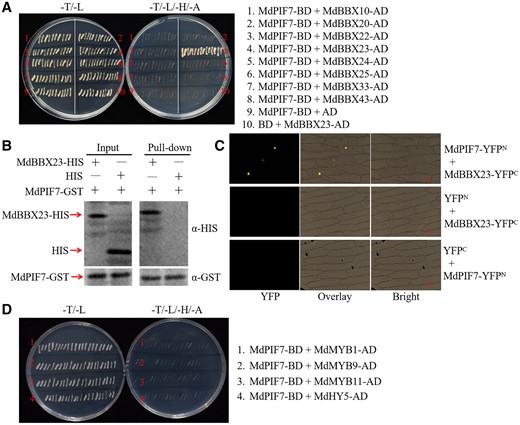 Interaction between MdPIF7 and MdBBX23. A, Y2H assays showing the interaction between MdPIF7 and the MdBBX proteins. Full-length MdPIF7 was cloned into the pGBT9 vector (MdPIF7-BD). Full-length MdBBX10, MdBBX20, MdBBX22, MdBBX23, MdBBX24, MdBBX25, MdBBX33, and MdBBX43 were cloned into the pGAD424 vector (MdBBX10-AD, MdBBX20-AD, MdBBX22-AD, MdBBX23-AD, MdBBX24-AD, MdBBX25-AD, MdBBX33-AD, and MdBBX43-AD). B, Pull-down assays showing the interaction between MdPIF7 and MdBBX23. Escherichia coli-expressed HIS or MdBBX23-HIS protein was incubated with a cobalt chelate affinity resin containing the immobilized GST-tagged MdPIF7 protein. Western blot analysis was performed with HIS-tag(10E2) mouse (code: M30111L) and GST-tag(12G8) mouse (code: M20007L) antibodies. C, BiFC assays showing the interaction between MdPIF7 and MdBBX23 in the nuclei of epidermal onion cells. Full-length MdPIF7 was cloned into the pSPYNE-35S/pUC-SPYNE vector (MdPIF7-YFPN). Full-length MdBBX23 was cloned into the pSPYCE-35S/pUC-SPYCE vector (MdBBX23-YFPC). YFP fluorescence was observed using a fluorescence microscope at the wavelength of 490–540 nm. Bars = 20 μm. D, Y2H assays showing the interaction between MdPIF7 and anthocyanin regulatory proteins including MdMYB1, MdMYB9, MdMYB11, and MdHY5. Full-length MdMYB1, MdMYB9, MdMYB11, and MdHY5 were cloned into the pGAD424 vector (MdMYB1-AD, MdMYB9-AD, MdMYB11-AD, and MdHY5-AD).