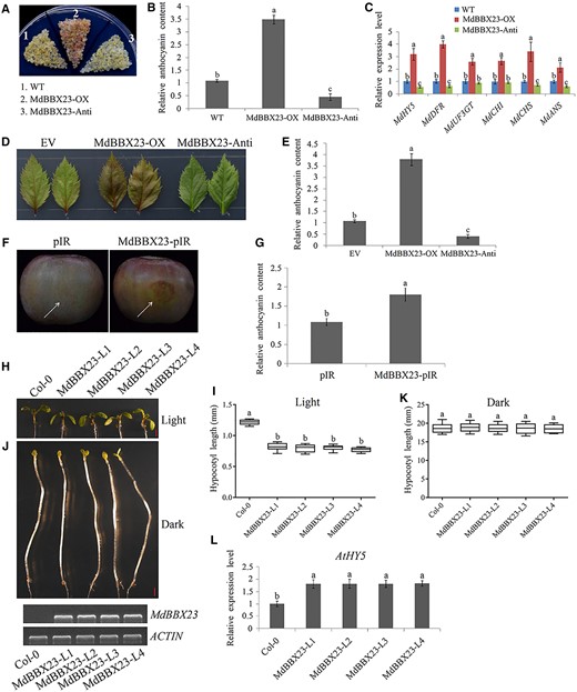 Regulation of anthocyanin biosynthesis and hypocotyl growth by MdBBX23. A, Anthocyanin accumulation phenotypes and (B) relative anthocyanin content of the WT and transgenic apple calli (MdBBX23-OX, MdBBX23-overexpressing apple calli; MdBBX23-Anti, MdBBX23 antisense suppressing apple calli). Fifteen-day-old apple calli grown on medium were stored at a light incubator at 24°C with a constant light (photon flux density ∼300 μmol·m−2·s−1) for 5 d. The experiments were performed 3 times with similar results, and a representative picture is shown. Anthocyanin content of the WT was used as the reference and set to 1. Error bars denote the standard deviations (n = 3). Different letters above the bars indicate significant differences (P < 0.05) obtained by one-way ANOVA with Duncan’s test. C, Expression analysis of anthocyanin biosynthesis-related genes (MdHY5, MdDFR, MdUF3GT, MdCHI, MdCHS, and MdANS) in apple calli. The expression level of the WT was used as the reference and set to 1. Three biological replicates were carried out with three technical repeats. Error bars denote the standard deviations. Different letters above the bars indicate significant differences (P < 0.05) obtained by one-way ANOVA with Duncan’s test. D, Anthocyanin accumulation phenotypes and E, relative anthocyanin contents of transient transformed apple leaves. Apple leaves were stored in a light incubator at 24°C with a constant light (photon flux density ∼300 μmol·m−2·s−1) for 5 d. Each experiment contained 8–10 leaves per genotype. The experiments were performed 3 times with similar results, and a representative picture is shown. Anthocyanin content of EV was used as the reference and set to 1. Error bars denote the standard deviations (n = 28). Different letters above the bars indicate significant differences (P < 0.05) obtained by one-way ANOVA with Duncan’s test. F, Anthocyanin accumulation phenotypes and (G) relative anthocyanin contents of transient transformed apple fruits (pIR: empty vector controls; MdBBX23-pIR: MdBBX23-overexpressing apple fruits). Apple fruits were stored in a light incubator at 24°C with a constant light (photon flux density ∼300 μmol·m−2·s−1) for 3 d. Each experiment contained five to eight fruits per genotype. The experiments were performed 3 times with similar results, and a representative picture is shown. The arrow points to the injection area. Anthocyanin content of pIR was used as the reference and set to 1. Error bars denote the standard deviations (n = 21). Different letters above the bars indicate significant differences (P < 0.05) obtained by one-way ANOVA with Duncan’s test. H, Hypocotyl phenotypes and (I) lengths in 10-d-old Col-0 and four independent MdBBX23-overexpressing transgenic Arabidopsis seedlings (MdBBX23-L1, L2, L3, and L4) grown in normal light conditions (80 μmol·m−2·s−1). Bar = 1 mm. Each experiment contained 10–15 seedlings per genotype. The experiments were performed 3 times with similar results, and a representative picture shown. Error bars denote the standard deviations. Different letters above the bars indicate significant differences (P < 0.05) obtained by one-way ANOVA with Duncan’s test. Center line, median; box limits, upper and lower quartiles. J, Hypocotyl phenotypes and (K) lengths in 6-d-old Col-0 and four independent MdBBX23 transgenic Arabidopsis seedlings (MdBBX23-L1, L2, L3, and L4) grown in the dark. Bar = 1 mm. Each experiment contained 10–15 seedlings per genotype. The experiments were performed 3 times with similar results, and a representative picture is shown. Error bars denote the standard deviations. Different letters above the bars indicate significant differences (P < 0.05) obtained by one-way ANOVA with Duncan’s test. Center line, median; box limits, upper and lower quartiles. L, RT-qPCR analysis of the expression level of AtHY5 in Col-0 and transgenic Arabidopsis (grown under light). The expression level of Col-0 was used as the reference and set to 1. Three biological replicates were carried out with three technical repeats. Error bars denote the standard deviations. Different letters above the bars indicate significant differences (P < 0.05) obtained by one-way ANOVA with Duncan’s test.
