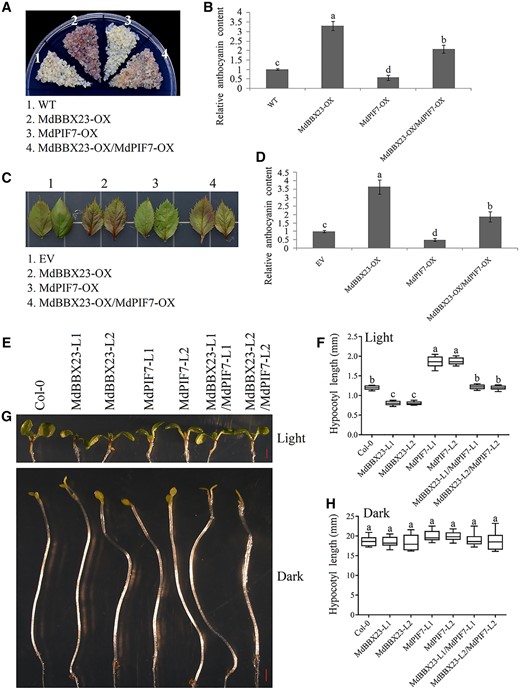 The relationship between MdBBX23 and MdPIF7 in the regulation of anthocyanin biosynthesis and hypocotyl growth. A, Anthocyanin accumulation phenotypes and (B) relative anthocyanin contents of WT and transgenic apple calli (MdBBX23-OX, MdBBX23-overexpressing apple calli; MdPIF7-OX, MdPIF7-overexpressing apple calli; MdBBX23-OX/MdPIF7-OX: overexpression of MdPIF7 in the background of MdBBX23-OX). Fifteen-day-old apple calli grown on media were stored in a light incubator at 24°C with constant light (photon flux density ∼300 μmol·m−2·s−1) for 5 d. The experiments were performed 3 times with similar results, and a representative picture is shown. Anthocyanin content of the WT was used as the reference and set to 1. Error bars denote the standard deviations (n = 3). Different letters above the bars indicate significant differences (P < 0.05) obtained by one-way ANOVA with Duncan’s test. C, Anthocyanin accumulation phenotype and (D) relative anthocyanin content of transient transformed apple leaves (EV: empty vector controls; MdBBX23-OX: MdBBX23-overexpressing apple leaves; MdPIF7-OX: MdPIF7-overexpressing apple leaves; MdBBX23-OX/MdPIF7-OX: MdBBX23 and MdPIF7 co-expression apple leaves). Apple leaves were stored in a light incubator (photon flux density ∼300 μmol·m−2·s−1) at 24°C with constant light for 5 d. Each experiment contained 8–10 leaves per genotype. The experiments were performed 3 times with similar results, and a representative picture is shown. Anthocyanin content of EV was used as the reference and set to 1. Error bars denote the standard deviations. Different letters above the bars indicate significant differences (P < 0.05) obtained by one-way ANOVA with Duncan’s test. E, Hypocotyl phenotypes and (F) lengths in 10-d-old Col-0 and transgenic Arabidopsis seedlings grown in normal light conditions (80 μmol·m−2·s−1). MdBBX23-L1 and -L2, MdBBX23-overexpressing Arabidopsis seedlings; MdPIF7-L1 and -L2, MdPIF7-overexpressing Arabidopsis seedlings; MdBBX23-L1/MdPIF7-L1 and MdBBX23-L2/MdPIF7-L2, MdBBX23 and MdPIF7 co-expression Arabidopsis seedlings. Bar = 1 mm. Each experiment contained 10–15 seedlings per genotype. The experiments were performed 3 times with similar results, and a representative picture is shown. Error bars denote the standard deviations. Different letters above the bars indicate significant differences (P < 0.05) obtained by one-way ANOVA with Duncan’s test. Center line, median; box limits, upper and lower quartiles. G, Hypocotyl phenotypes and (H) lengths in 6-d-old Col-0 and transgenic Arabidopsis seedlings grown in the dark. Bar = 1 mm. Each experiment contained 10–15 seedlings per genotype. The experiments were performed 3 times with similar results, and a representative picture is shown. Error bars denote the standard deviations. Different letters above the bars indicate significant differences (P < 0.05) obtained by one-way ANOVA with Duncan’s test. Center line, median; box limits, upper and lower quartiles.