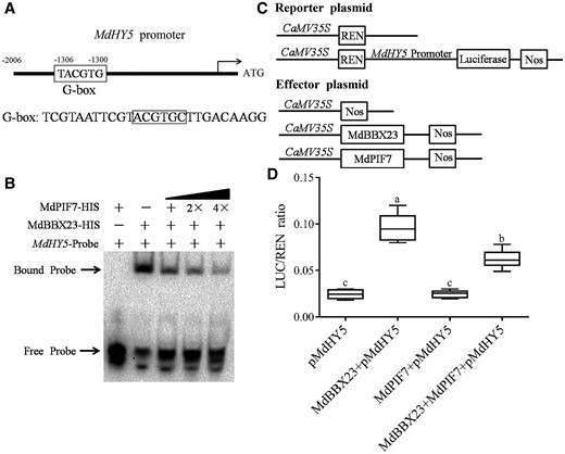 MdPIF7 affects the transcriptional activity of MdBBX23 on MdHY5. A, Diagram of the MdHY5 gene promoter region containing MdBBX23 binding sites (G-box). B, EMSAs show that MdPIF7 affects the binding of MdBBX23 to the MdHY5 promoter. “−” indicates the absence of corresponding proteins. “+” indicates the presence of corresponding proteins or probes. “2×” and “4×” indicated increased protein content. C, Schematic representation of the LUC reporter vector containing the MdHY5 promoter and the effector vectors expressing MdBBX23 or MdPIF7 under the control of 35S promoters. D, LUC/REN ratio detection to verify that MdPIF7 affects the transcriptional activity of MdBBX23 on MdHY5. pMdHY5, pGreenII 62-SK + pMdHY5-pGreenII 0800-LUC; MdBBX23 + pMdHY5, MdBBX23-pGreenII 62-SK + pMdHY5-pGreenII 0800-LUC; MdPIF7 + pMdHY5, MdPIF7-pGreenII 62-SK + pMdHY5-pGreenII 0800-LUC; MdPIF7 + MdBBX23 + pMdHY5, MdPIF7-pGreenII 62-SK + MdBBX23-pGreenII 62-SK + pMdHY5-pGreenII 0800-LUC. pMdHY5 was used as the reference. The experiments were performed 3 times with similar results, and 8–10 N. benthamiana leaves were injected in each experiment. Error bars denote the standard deviations. Different letters above the bars indicate significant differences (P < 0.05) obtained by one-way ANOVA with Duncan’s test. Center line, median; box limits, upper and lower quartiles.