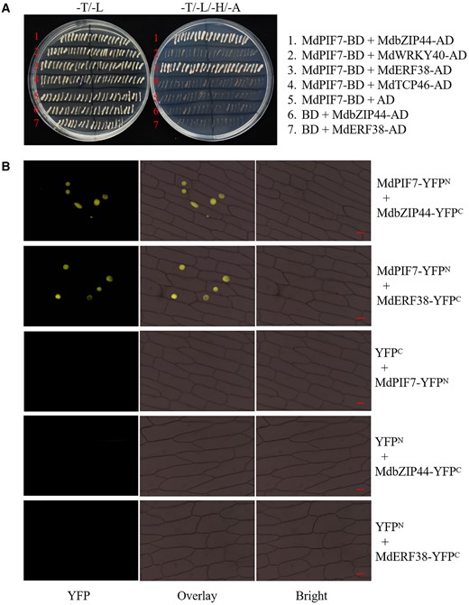 Interaction of MdPIF7 with MdbZIP44/MdERF38. A, Y2H assays showing the interaction of MdPIF7 with MdbZIP44/MdERF38. Full-length MdbZIP44, MdWRKY40, MdERF38, and MdTCP46 were cloned into the pGAD424 vector (MdbZIP44-AD, MdWRKY40-AD, MdERF38-AD, and MdTCP46-AD). B, BiFC assays showing the interaction of MdPIF7 with MdbZIP44/MdERF38 in the nuclei of onion epidermal cells. Full-length MdbZIP44 and MdERF38 were cloned into the pSPYCE-35S/pUC-SPYCE vector (MdbZIP44-YFPC and MdERF38-YFPC). YFP fluorescence was observed using a fluorescence microscope at the wavelength of 490–540 nm. Bars = 20 μm.