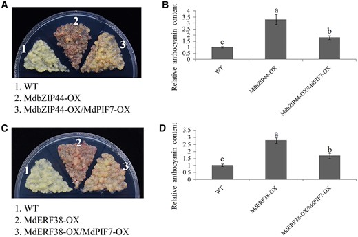 Relationship between MdPIF7, MdbZIP44, and MdERF38 in the regulation of anthocyanin biosynthesis. A, Anthocyanin accumulation phenotype and (B) relative anthocyanin content of the WT and transgenic apple calli (MdbZIP44-OX, MdbZIP44-overexpressing apple calli; MdbZIP44-OX/MdPIF7-OX: overexpression of MdPIF7 in the background of MdbZIP44-OX). Fifteen-day-old apple calli grown on media were stored in a light incubator at 24°C with constant light (photon flux density ∼300 μmol·m−2·s−1) for 5 d. The experiments were performed 3 times with similar results, and a representative picture is shown. Anthocyanin content of the WT was used as the reference and set to 1. Error bars denote the standard deviations (n = 3). Different letters above the bars indicate significant differences (P < 0.05) obtained by one-way ANOVA with Duncan’s test. C, Anthocyanin accumulation phenotype and (D) relative anthocyanin content of the WT and transgenic apple calli (MdERF38-OX, MdERF38-overexpressing apple calli; MdERF38-OX/MdPIF7-OX: overexpression of MdPIF7 in the background of MdERF38-OX). Fifteen-day-old apple calli grown on media were stored in a light incubator at 24°C with constant light (photon flux density ∼300 μmol·m−2·s−1) for 5 d. The experiments were performed 3 times with similar results, and a representative picture is shown. Anthocyanin content of WT was used as the reference and set to 1. Error bars denote the standard deviations (n = 3). Different letters above the bars indicate significant differences (P < 0.05) obtained by one-way ANOVA with Duncan’s test.