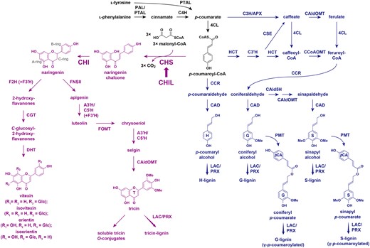 Proposed flavonoid and monolignol biosynthetic pathways in grasses. PTAL, l-phenylalanine/l-tyrosine ammonia-lyase; PAL, l-phenylalanine ammonia-lyase; C4H, cinnamate 4-hydroxylase; 4CL, 4-hydroxycinnamate:CoA ligase; F3ʹH, flavonoid 3ʹ-hydroxylase; FOMT, flavonoid O-methyltransferase; F2H, flavanone 2-hydroxylase; CGT, C-glycosyltransferase; DHT, dehydratase; C3H, p-coumarate 3-hydroxylase; APX, ascorbate peroxidase; HCT, p-hydroxycinnamoyl-CoA:quinate/shikimate hydroxycinnamoyl transferase; C3′H, p-coumaroyl ester 3-hydroxylase; CSE, caffeoyl shikimate esterase; CCoAOMT, caffeoyl-CoA OMT; CAld5H, coniferaldehyde 5-hydroxylase; CCR, cinnamoyl-CoA reductase; CAD, cinnamyl alcohol dehydrogenase; PMT, p-coumaroyl-CoA:monolignol transferase; LAC, laccase; PRX, peroxidase. In purple: flavonoid biosynthetic pathway. In blue: monolignol biosynthetic pathway. Thick arrow: enhancer activity.