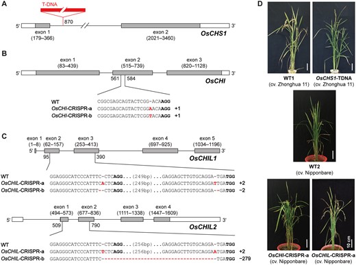 CHS-, CHI-, and CHIL-deficient rice mutant lines used in this study. A–C, Gene structures and mutation patterns in OsCHS1-TDNA (A), OsCHI-CRISPR (B) and OsCHIL-CRISPR (C) mutant lines. In red, deletion or insertion. Bold, protospacer adjacent motif site. D, Phenotype of OsCHS1-TDNA, OsCHI-CRISPR-a, and OsCHIL-CRISPR-a mutant lines and their WT control lines, WT1 and WT2. Scale bars denote 10 cm. OsCHS1-TDNA, OsCHS1 knockout line (cv. Zhonghua 11); OsCHI-CRISPR-a and OsCHI-CRISPR-b, OsCHI knockout line (cv. Nipponbare); OsCHIL-CRISPR-a and OsCHIL-CRISPR-b, OsCHIL1 and OsCHIL2 double-knockout line (cv. Nipponbare).