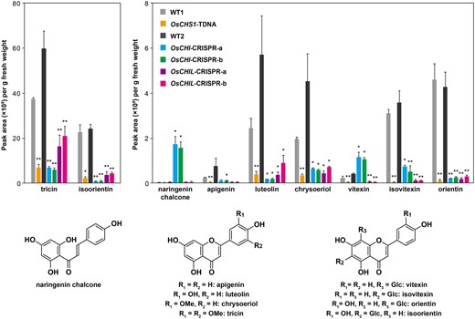 Soluble flavonoid metabolites in CHS-, CHI-, and CHIL-deficient rice mutant lines. LC–MS/MS analysis of methanol extracts from leaf tissues of rice seedlings was performed for determination of relative accumulation levels of soluble naringenin chalcone, flavones (apigenin, luteolin, chrysoeriol, and tricin), and flavone C-glycosides (vitexin, isovitexin, orientin, and isoorientin). Values refer to means ± standard deviations from biologically independent plants. Asterisks indicate significant differences between mutant line and its isogenic WT (Student’s t test, n = 3, *P < 0.05, **P < 0.01). OsCHS1-TDNA, OsCHS1 knockout line (cv. Zhonghua 11); OsCHI-CRISPR-a and OsCHI-CRISPR-b, OsCHI knockout line (cv. Nipponbare); OsCHIL-CRISPR-a and OsCHIL-CRISPR-b, OsCHIL1 and OsCHIL2 double-knockout line (cv. Nipponbare); WT1 and WT2, WT control lines (WT1, cv. Zhonghua 11; WT2, cv. Nipponbare).