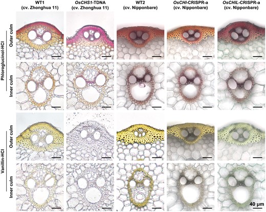 Lignin and flavonoid depositions in the cell walls of CHS-, CHI-, and CHIL-deficient rice mutant lines. Transverse sections of culm tissues were subjected to phloroglucinol–HCl staining and vanillin–HCl staining, which stain monolignol-derived lignins and cell wall-bound flavonoids, respectively. Scale bars denote 40 µm. OsCHS1-TDNA, OsCHS1 knockout line (cv. Zhonghua 11); OsCHI-CRISPR-a, OsCHI knockout line (cv. Nipponbare); OsCHIL-CRISPR-a, OsCHIL1 and OsCHIL2 double-knockout line (cv. Nipponbare).