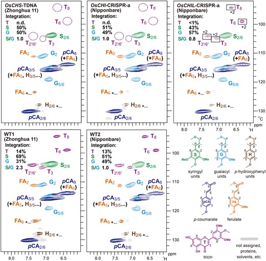Aromatic sub-regions of 2D HSQC NMR spectra of lignin-enriched CWRs of OsCHS1-TDNA, OsCHI-CRISPR-a, and OsCHIL-CRISPR-a and their isogenic wild-types. Volume integrals in the spectra refer to percentage of sum of S and G aromatic units. Boxes labeled by ×2 represent regions with scales enlarged by two-fold. Colors of the contours match those of the lignin substructures shown. OsCHS1-TDNA, OsCHS1 knockout line (cv. Zhonghua 11); OsCHI-CRISPR-a, OsCHI knockout line (cv. Nipponbare).