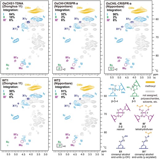 Aliphatic sub-regions of 2D HSQC NMR spectra of lignin-enriched CWRs of OsCHS1-TDNA, OsCHI-CRISPR-a, and OsCHIL-CRISPR-a and their isogenic wild types. Volume integrals in the spectra refer to percentage of sum of I, II, and IIIʹ inter-monomeric units. Boxes labeled by ×2 and ×4 represent regions with scales enlarged by two- and four-fold, respectively. Colors of the contours match those of the lignin substructures shown. OsCHS1-TDNA, OsCHS1 knockout line (cv. Zhonghua 11); OsCHI-CRISPR-a, OsCHI knockout line (cv. Nipponbare).
