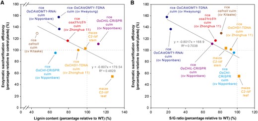 Correlation analyses between changes in enzymatic saccharification efficiency and lignin content/composition of tricin-depleted grass mutant and transgenic plants. A, Correlation analysis between change in enzymatic saccharification efficiency (24-h digestion; without pretreatment) and change in lignin content. Lignin content was determined by Klason lignin assays (filled data points) or thioglycolic acid assay (empty data point). B, Correlation analysis between change in enzymatic saccharification efficiency (24-h digestion; without pretreatment) and change in S/G ratio. S/G ratio was determined by thioacidolysis. Data of rice osfnsII (Lam et al., 2017), osa3ʹh/c5ʹh (Lam et al., 2019a, 2019b), OsCAldOMT1-TDNA and OsCAldOMT1-TDNA (Lam et al., 2019a, 2019b), and maize C2-ldf (Eloy et al., 2017) were retrieved from the literature. The percentages relative to control plants were calculated by dividing the value of the mutant or transgenic plant by that of the corresponding control plant. Equations and R2 values of the best fit lines are shown. Species names, cultivars, plant line names, and tissues used for analysis are indicated. Circles: rice. Squares: maize. Data points of the mutants are labeled with different colors according to the gene mutated.