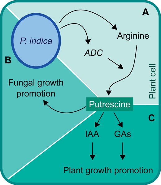 Working model for the role of putrescine in root colonization and plant growth promotion by P. indica. A, Piriformospora indica alters host metabolism, including increasing ADC1 expression, resulting in increased putrescine biosynthesis. B, Putrescine increases growth of P. indica and is required for robust root colonization. C, Putrescine increases abundance of the plant hormones auxin (IAA) and GAs, leading to plant growth promotion. Adapted from Kundu et al. (2021).