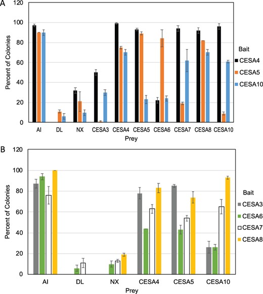 Interactions between PpCESAs measured by membrane-based yeast two-hybrid assay. Yeast expressing each of the PpCESAs as bait with the ALG5 protein fused to NubI as a positive control (AI), NubG as a negative control (DL), an empty prey vector as another negative control (NX), and PpCESA proteins fused to NubG as prey. The percentage of colonies that show visible growth after 3 d at 30°C on selective medium is shown with errors bars representing standard deviation (n = 3). A, Interactions of all PpCESAs and controls as prey with PpCESA4, 5, and 10 as bait. B, Interaction of PpCESA4, 5, 10, and controls as prey with the secondary PpCESAs as bait.