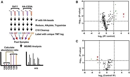 Quantitative proteomic analysis of PpCESA immunoprecipitated (IP) samples. A, Representative work-flow schematic of PpCESA IP sample processing. Solubilized membrane extracts from three independent WT Gd11 and transgenic lines expressing PpCESA5pro:HA-PpCESA5 were subjected to anti-HA affinity chromatography. Each sample was individually processed for mass spectrometry and labeled with a unique TMT isobaric tag, which were used to quantify peptide abundance level changes between control and transgenic samples. B, Volcano plot representing IP/control abundance ratios versus –log (P-value) for all proteins identified in HA-PpCESA5 IP experiments. C, An independent replicate experiment was performed in which the TMT tag order was reversed compared with the workflow described in (A), and the resulting volcano plot representing Control/IP abundance ratios versus –log (P-value) for all proteins are shown. Vertical dashed lines represent four-fold significance cutoff values, while the horizontal dashed line represents a P-value of 0.05. Green points represent abundant chloroplast or mitochondrial proteins, and the red points with arrowheads represent PpCESA5. P-values were calculated in Proteome Discoverer and the Benjamini–Hochberg correction for false-discovery rate was applied.